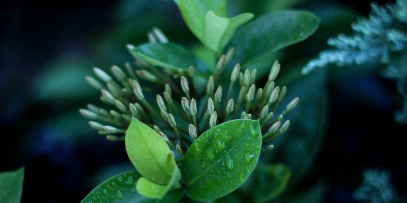 穿越市场迷雾：用DCF模型精准捕捉被低估的成长股，构建稳健的财富组合