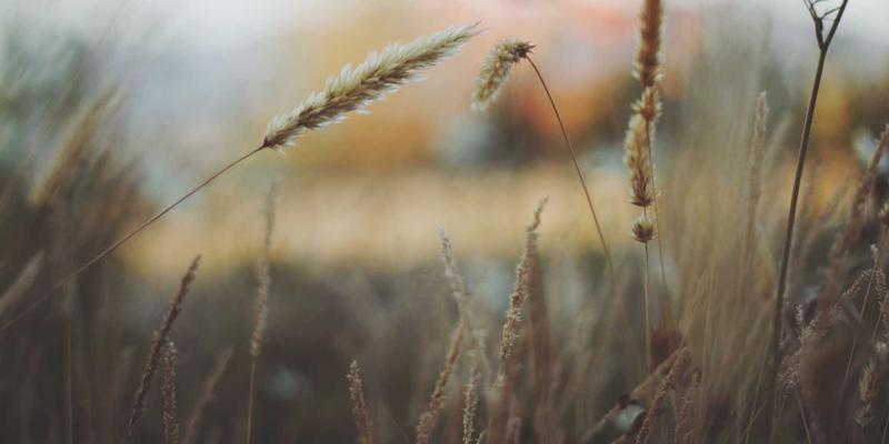 风暴中的避风港:地缘冲突下四大避险资产深度解析与配置策略